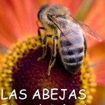abelles